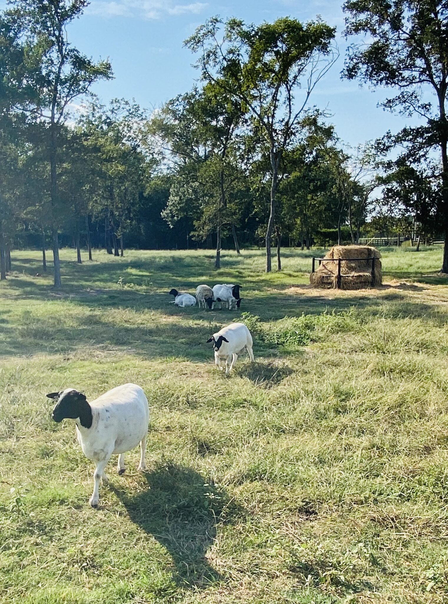 Cattle and Sheep for Sale Texas
